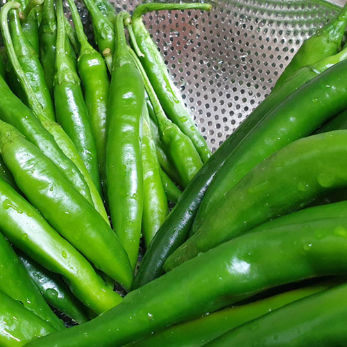 수분 함량이 높은 아삭이 오이고추 500g